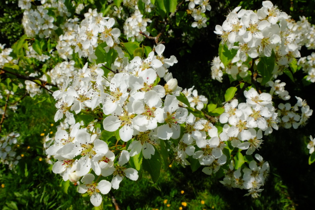 April close-up photo