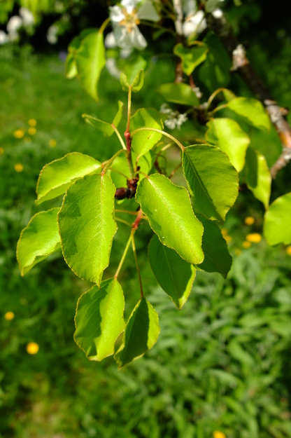 April close-up photo