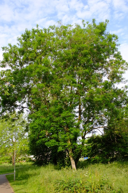June tree photo