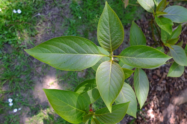 April close-up photo