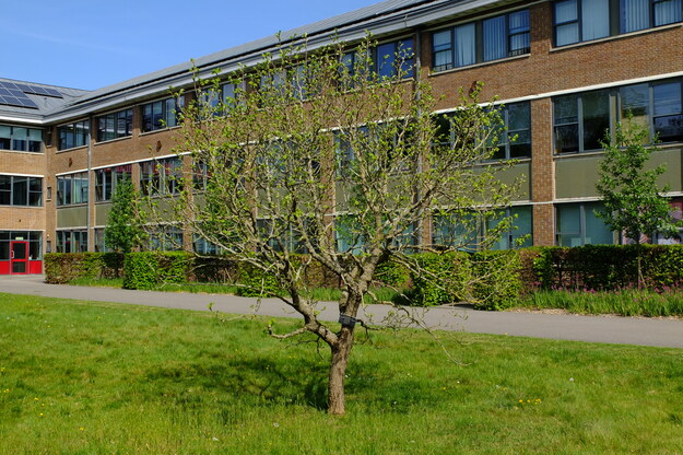 May tree photo