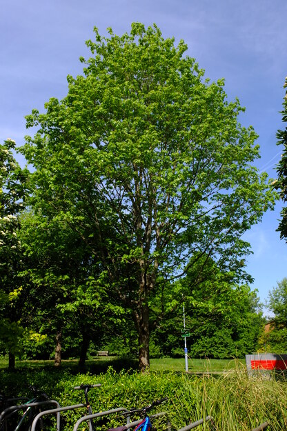 May tree photo