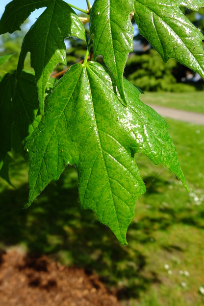 May close-up photo