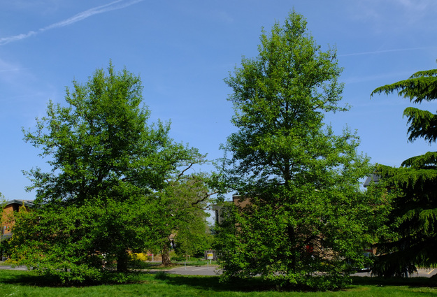 May tree photo