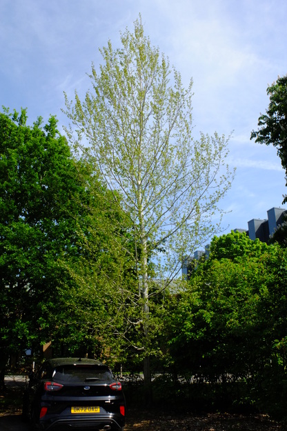 May tree photo