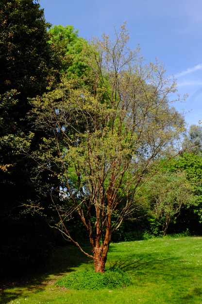 May tree photo