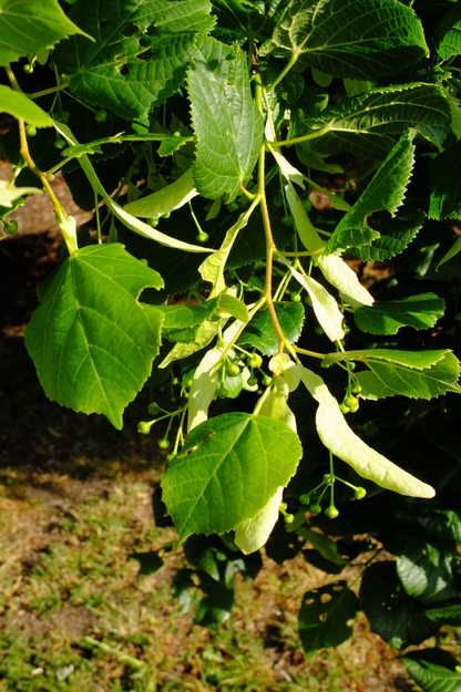 June close-up photo
