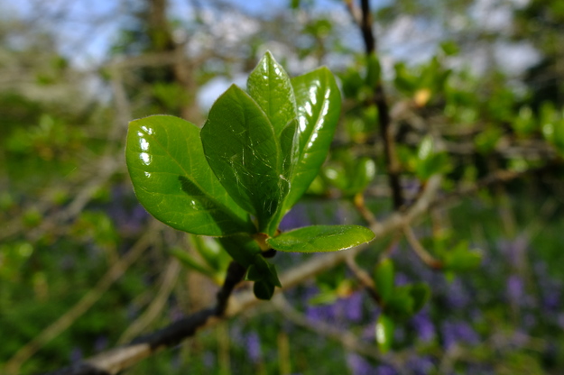 May close-up photo