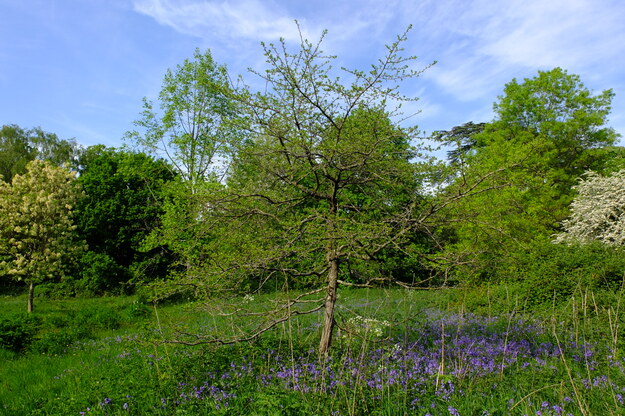 May tree photo