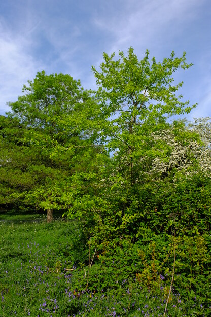 May tree photo
