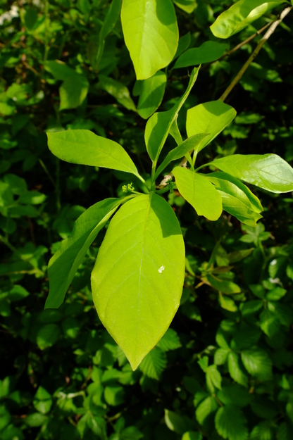 May close-up photo