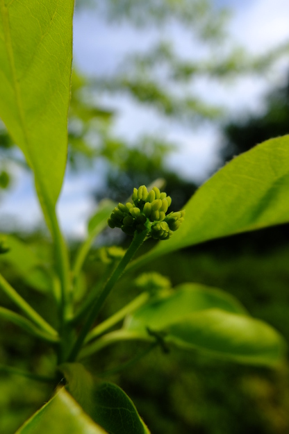 May close-up photo