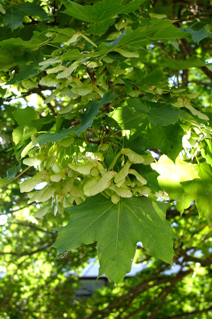June close-up photo