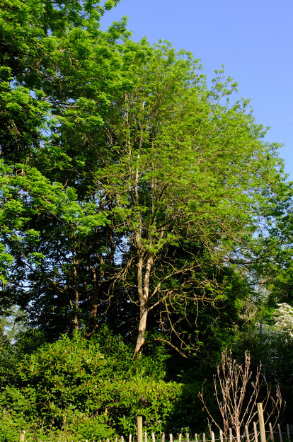 Agromet South tree photo