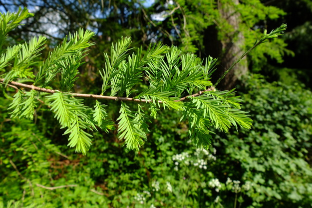 May close-up photo
