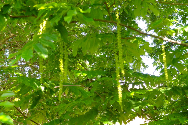 June close-up photo