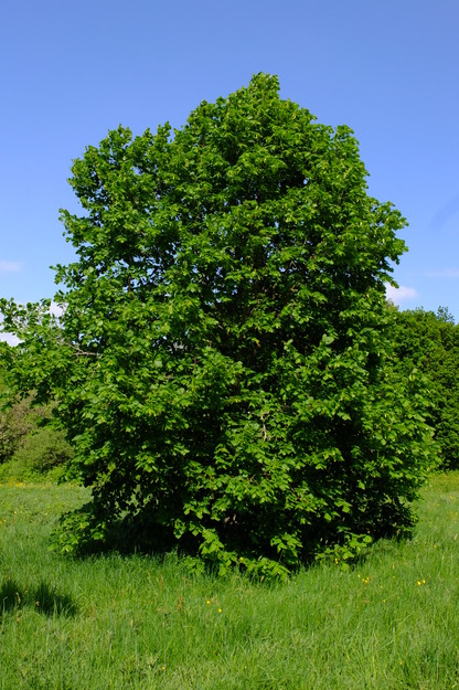 May tree photo