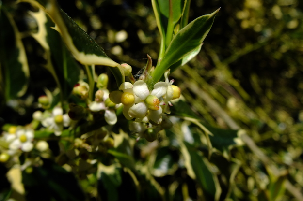 May close-up photo