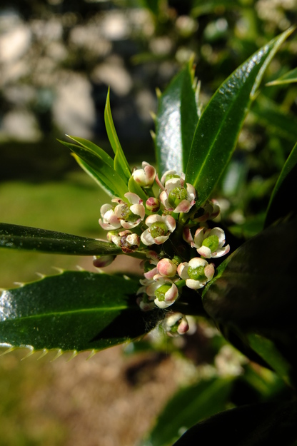 May close-up photo
