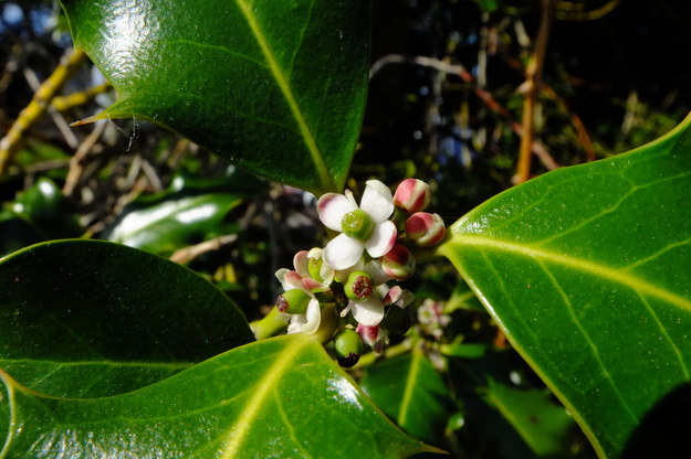 May close-up photo