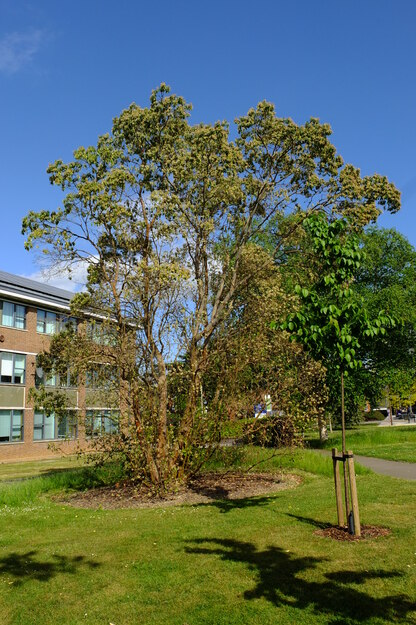 May tree photo