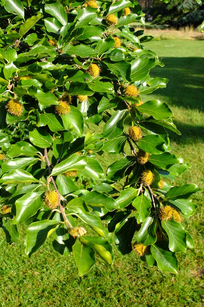June close-up photo