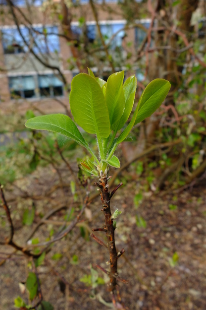 May close-up photo