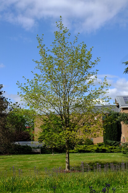 May tree photo