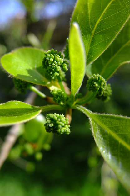 May close-up photo