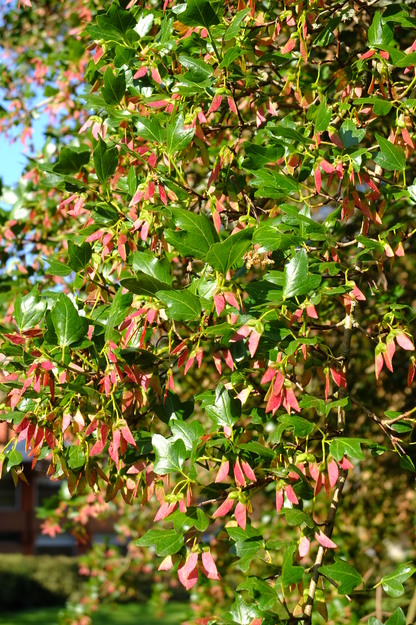 June close-up photo
