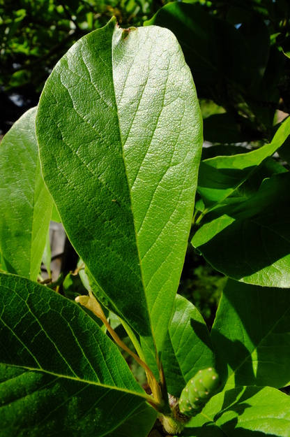 May close-up photo