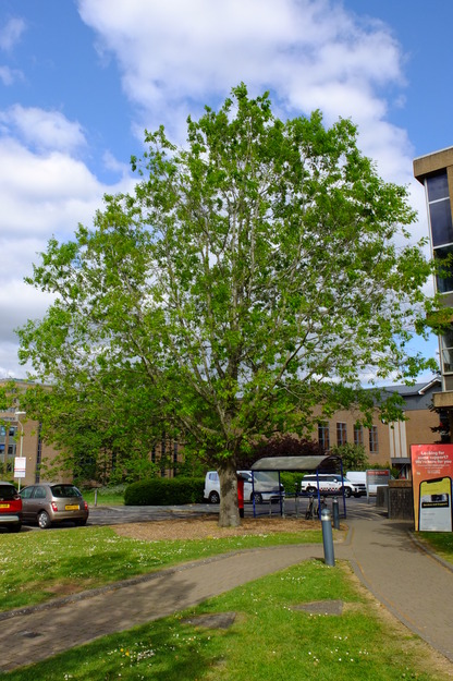 May tree photo