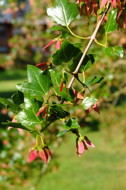 June close-up photo