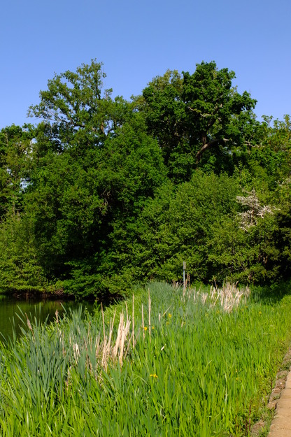 May tree photo