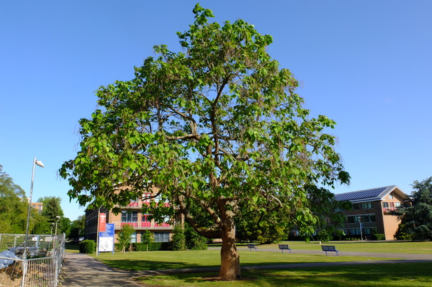 June tree photo
