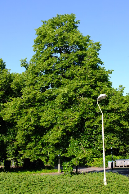 June tree photo
