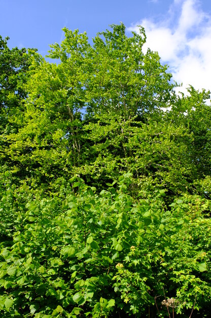 May tree photo