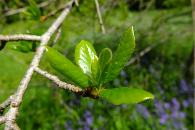 May close-up photo