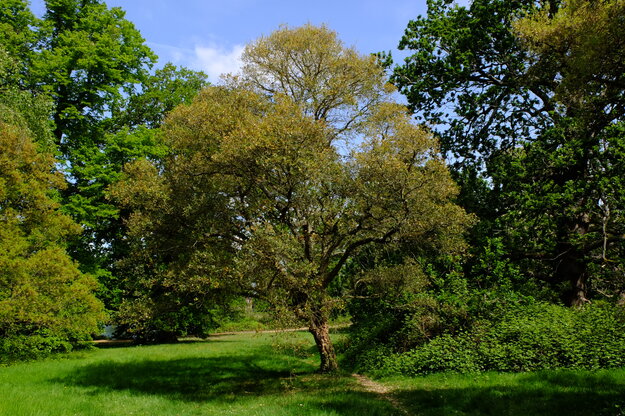 May tree photo