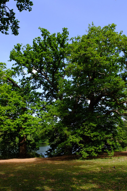 May tree photo