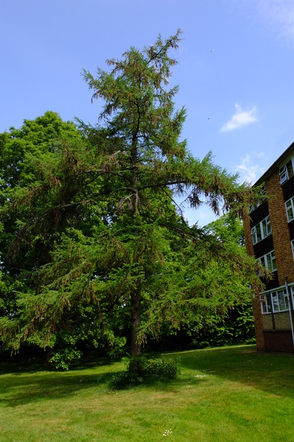 May tree photo