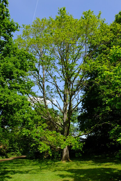 May tree photo