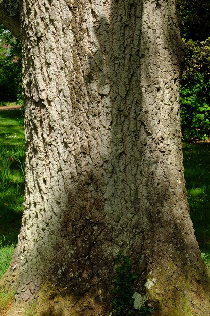 May close-up photo