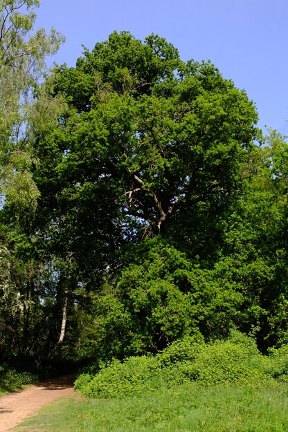 May tree photo