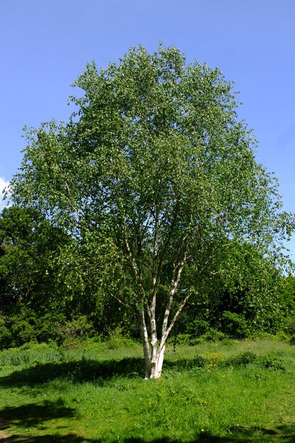 May tree photo