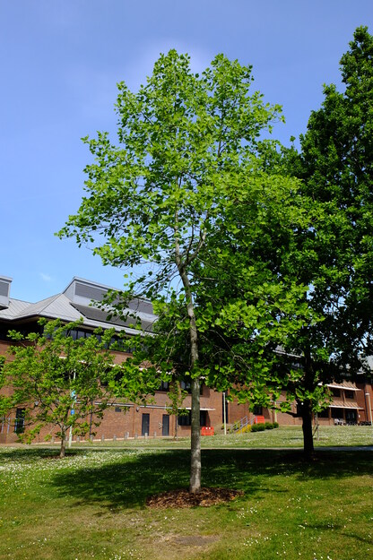 May tree photo