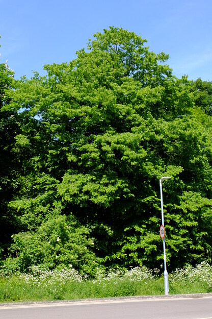 May tree photo