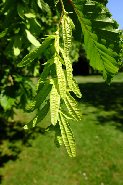 May close-up photo