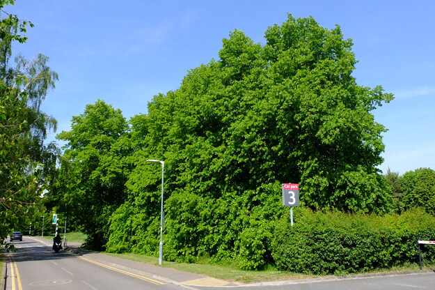 May tree photo