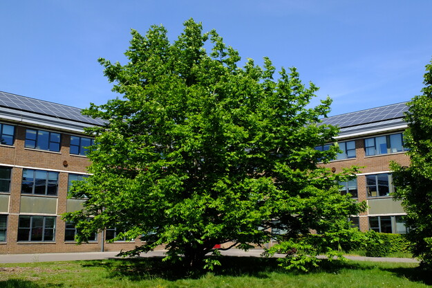 May tree photo